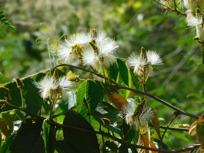 Inga saltensis photo 6