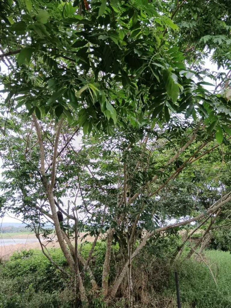 Inga samanensis