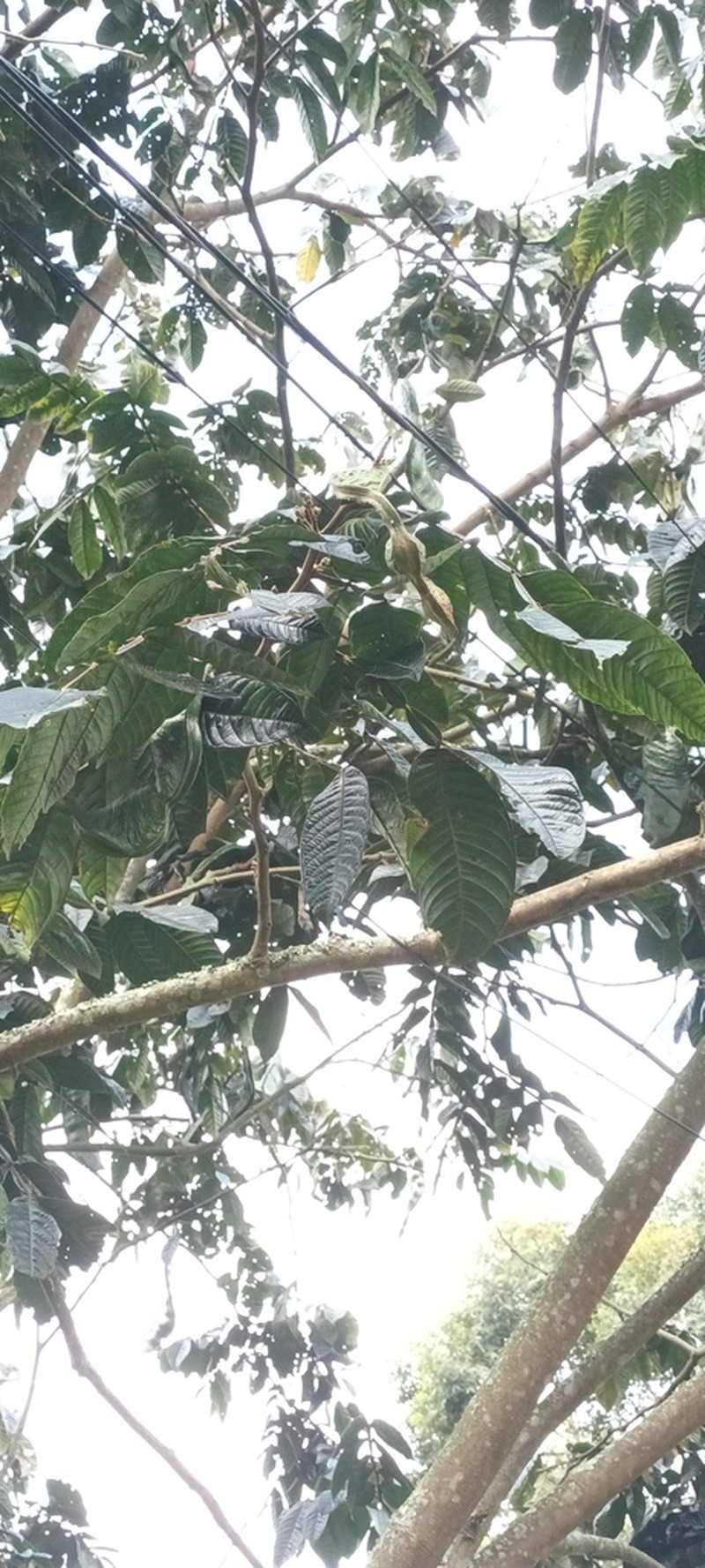 Inga samanensis photo 2