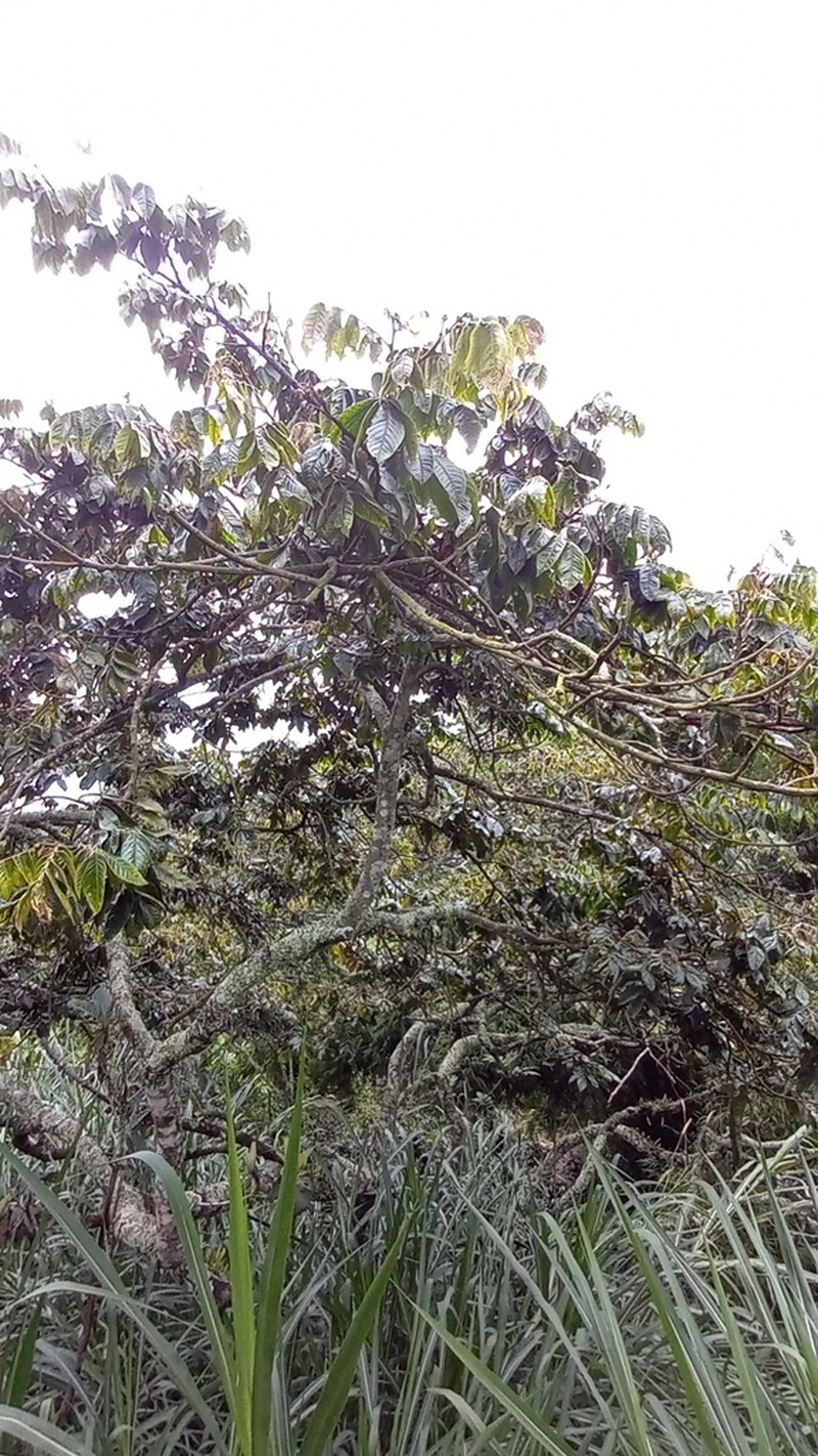 Inga samanensis photo 3