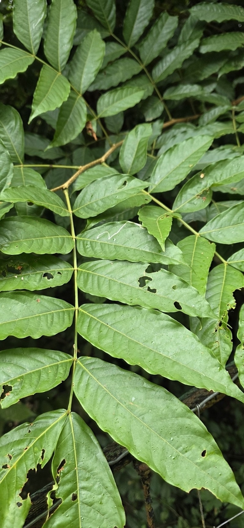 Inga samanensis photo 4