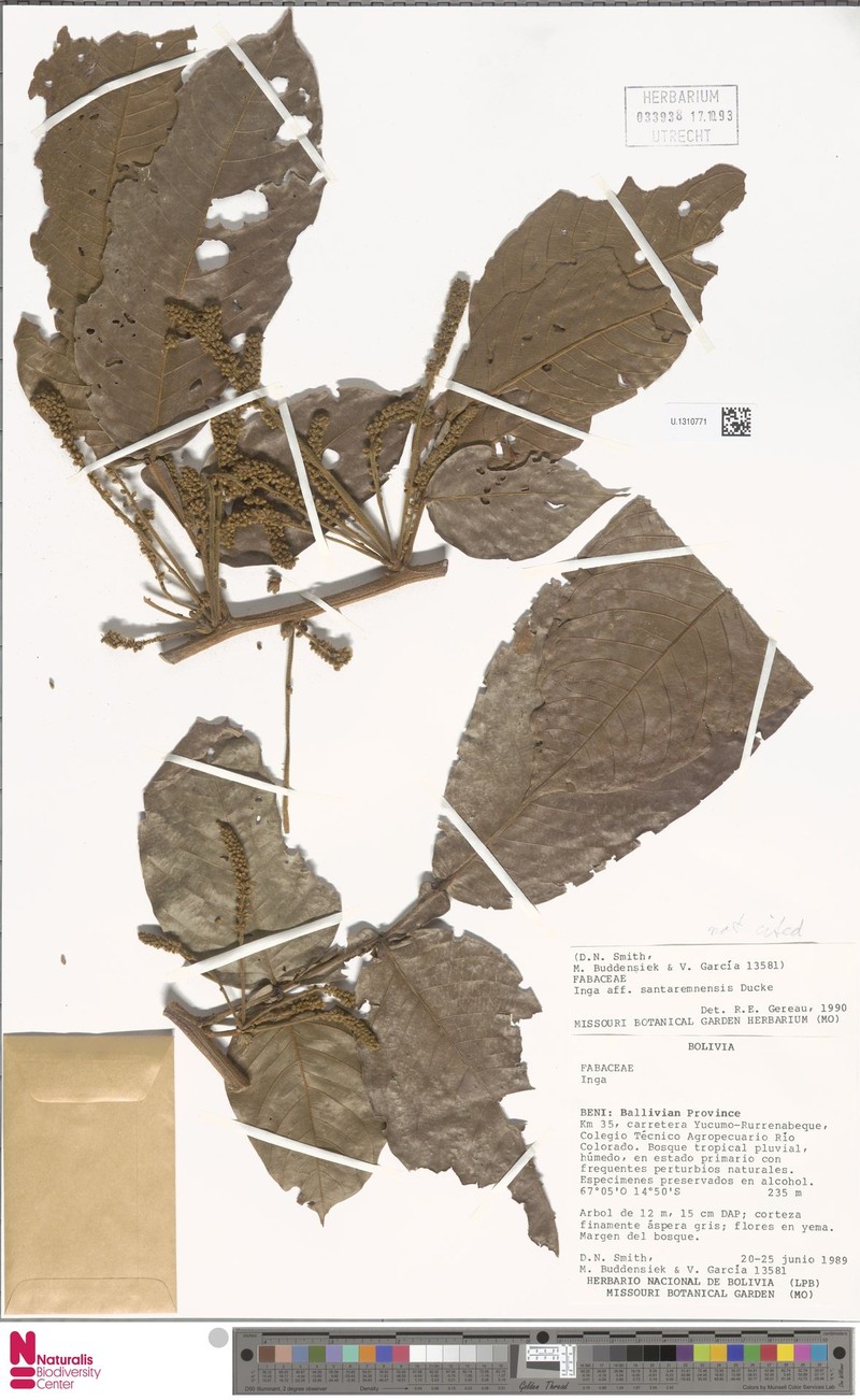 Inga santaremnensis