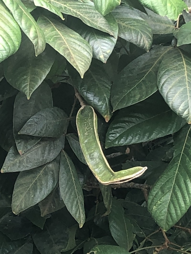 Inga sapindoides photo 2