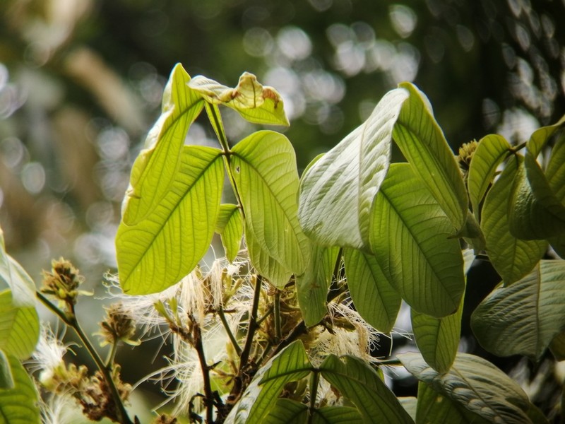 Inga sapindoides photo 3