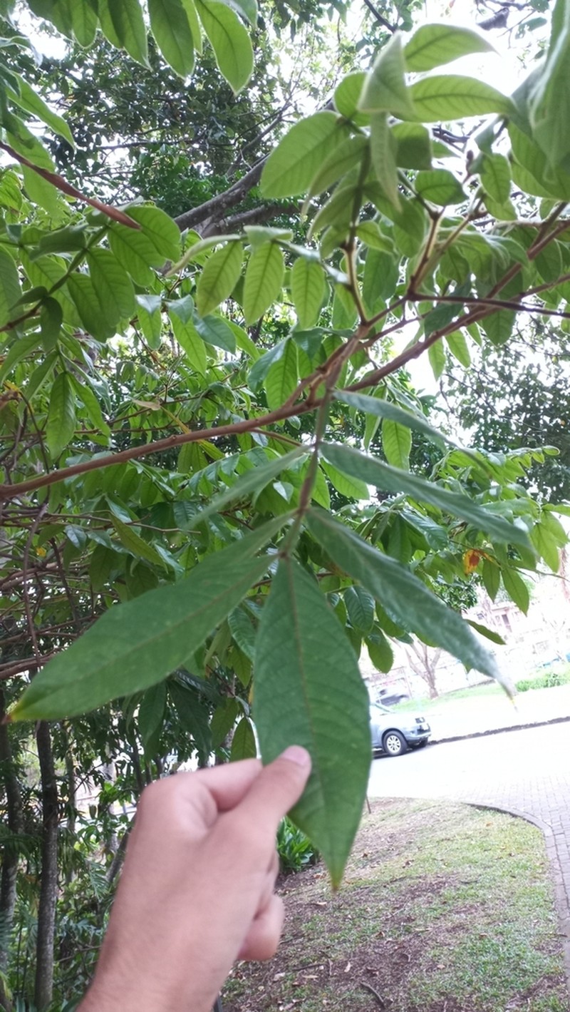 Inga sapindoides photo 4