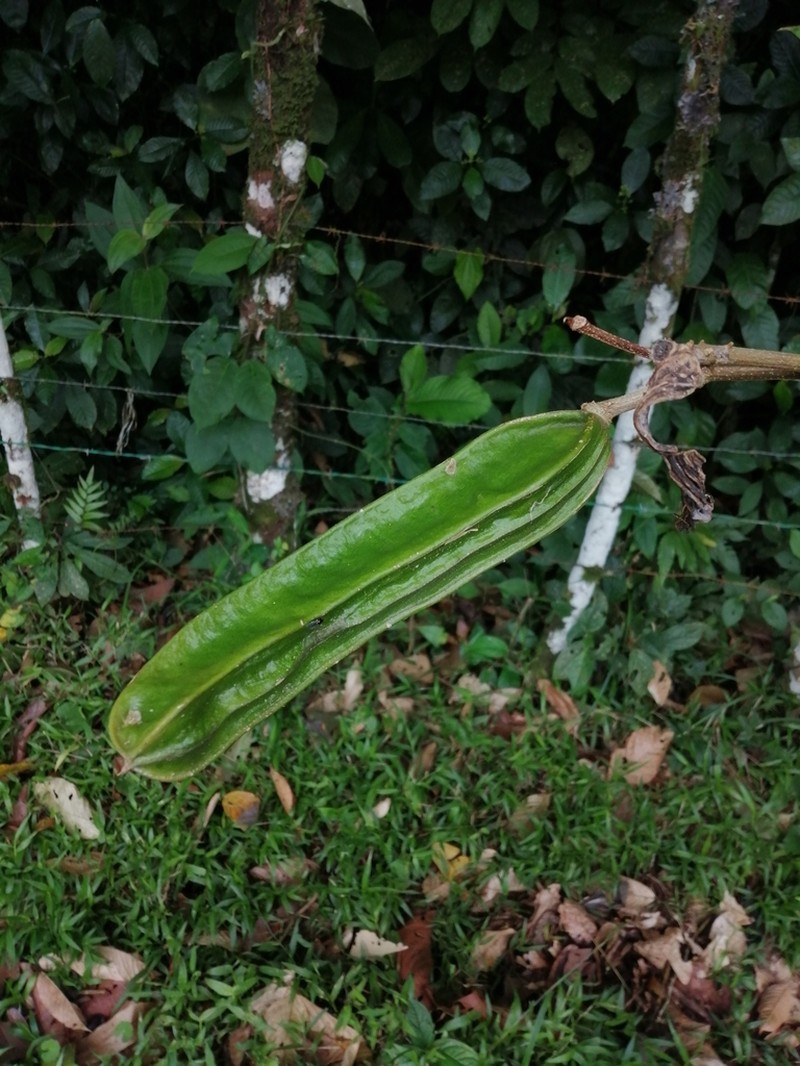 Inga sapindoides photo 6