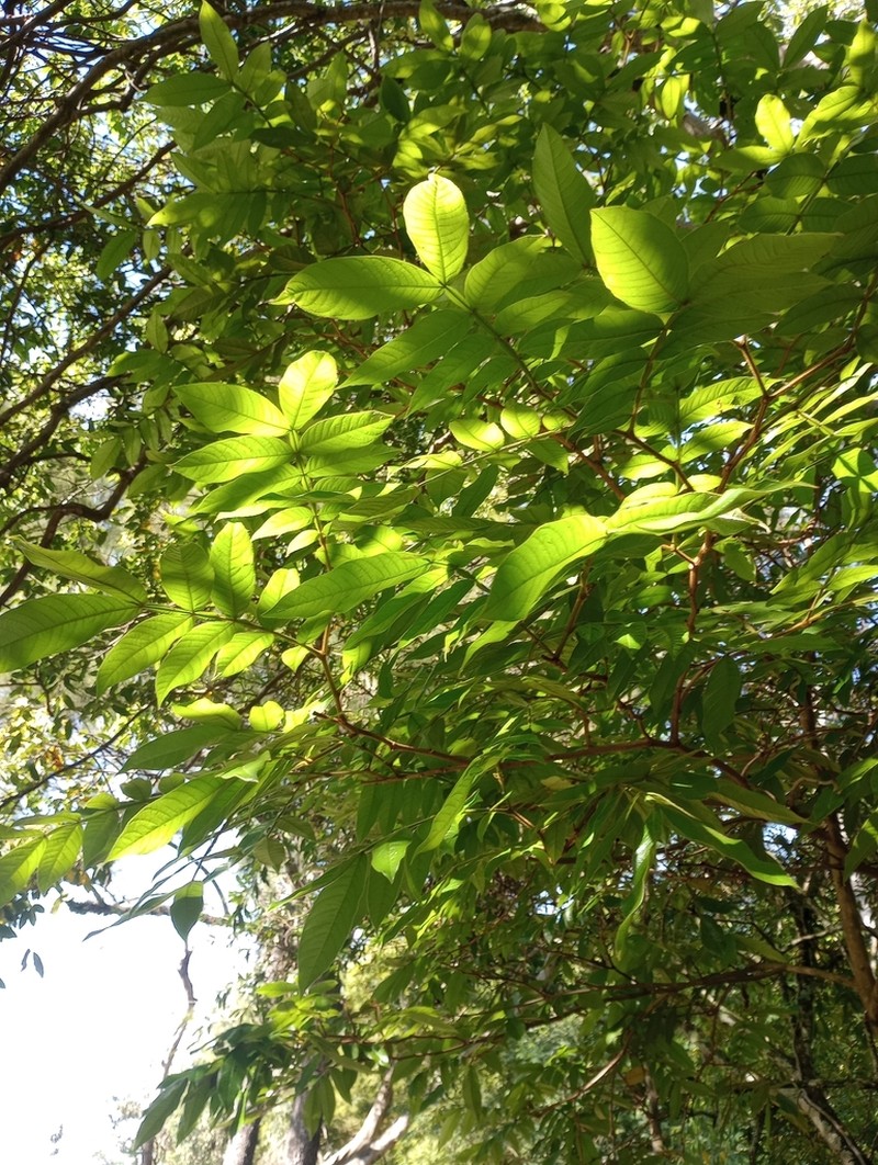 Inga sapindoides photo 7