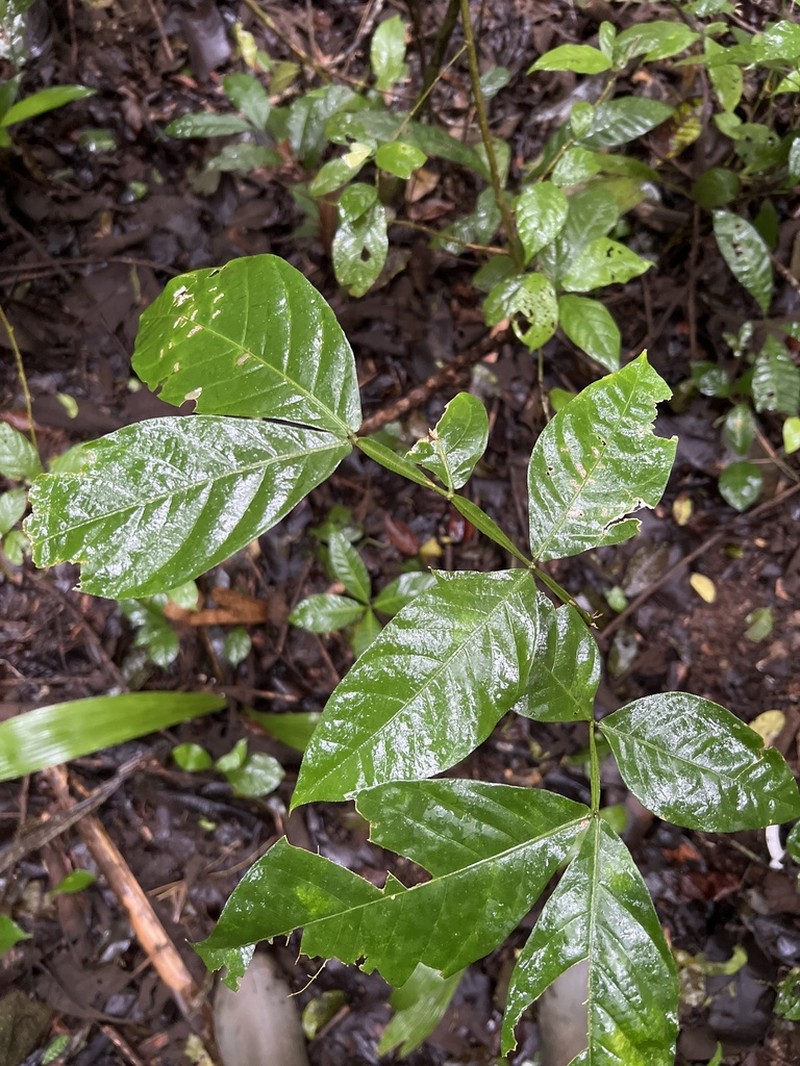 Inga sapindoides photo 8
