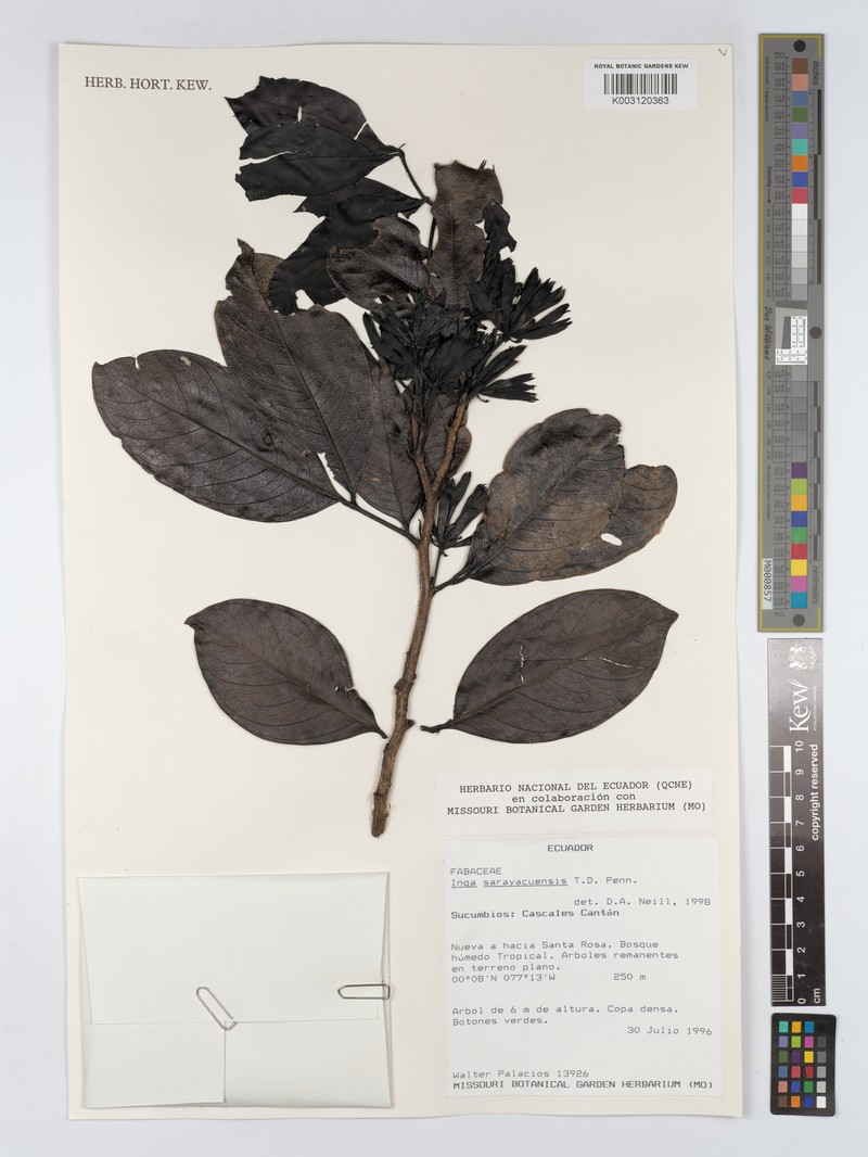 Inga sarayacuensis