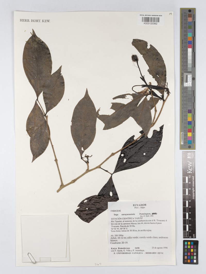 Inga sarayacuensis photo 2