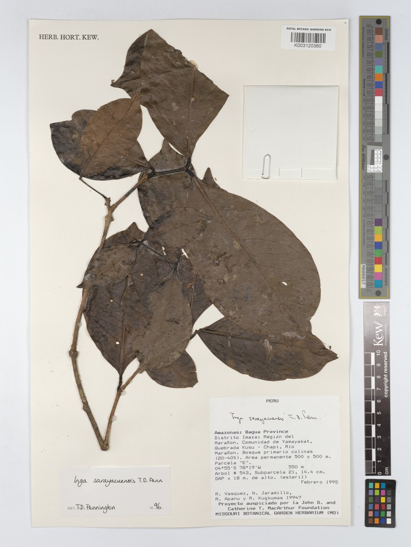 Inga sarayacuensis photo 3