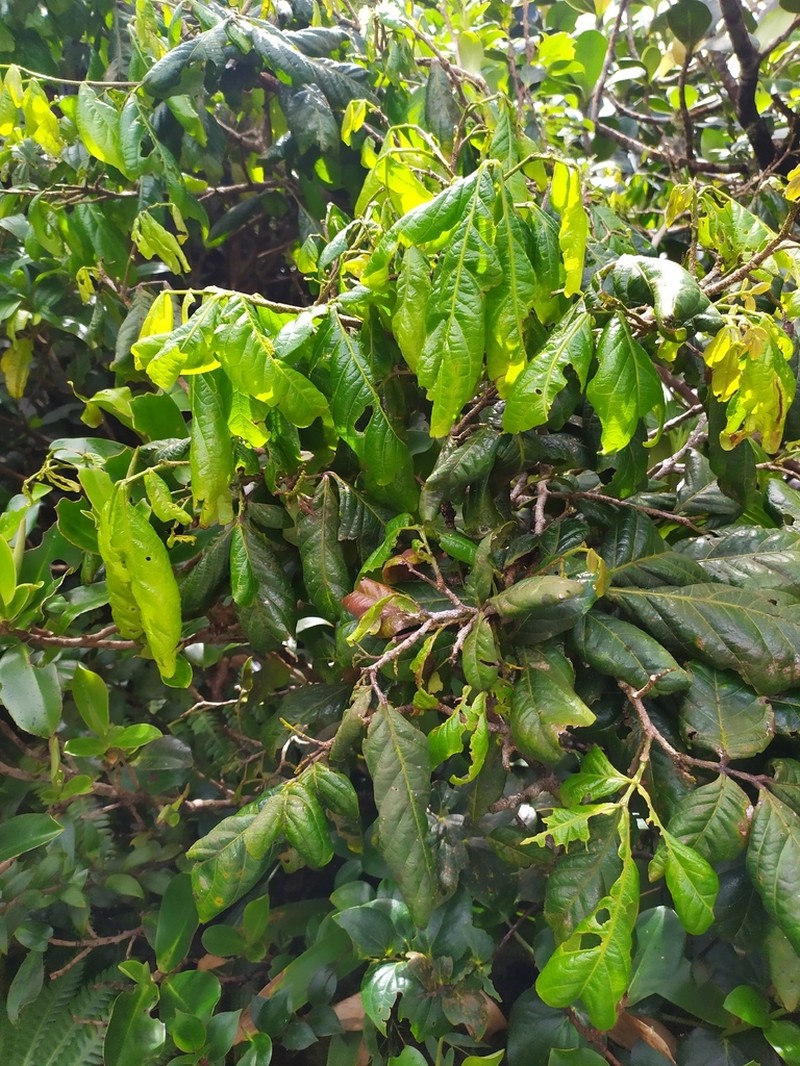 Inga sastreana