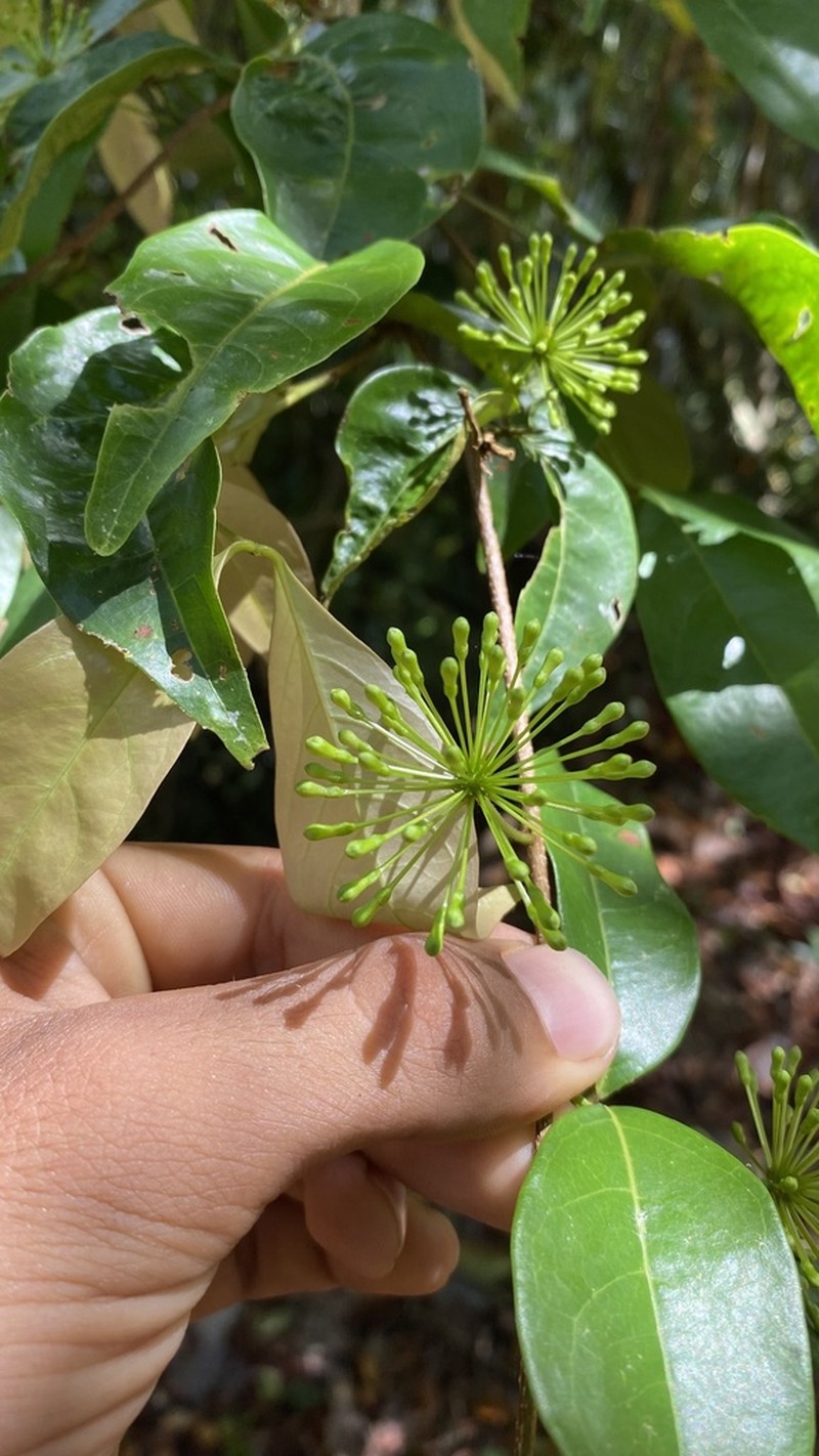 Inga sertulifera photo 2