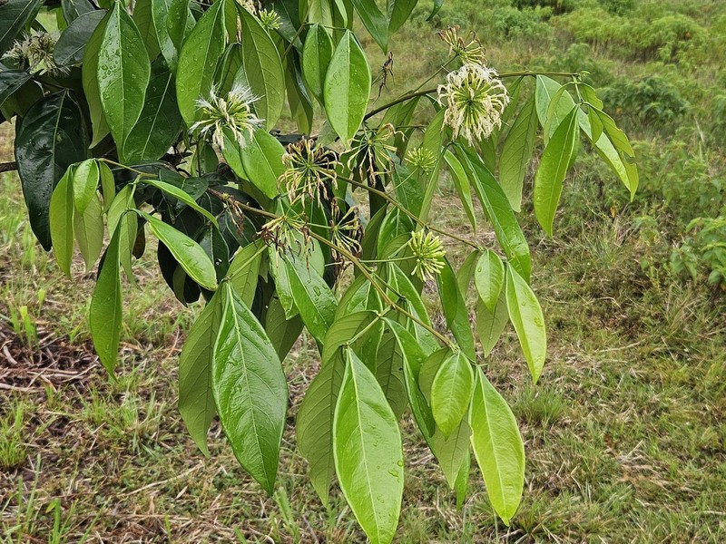 Inga sertulifera photo 3