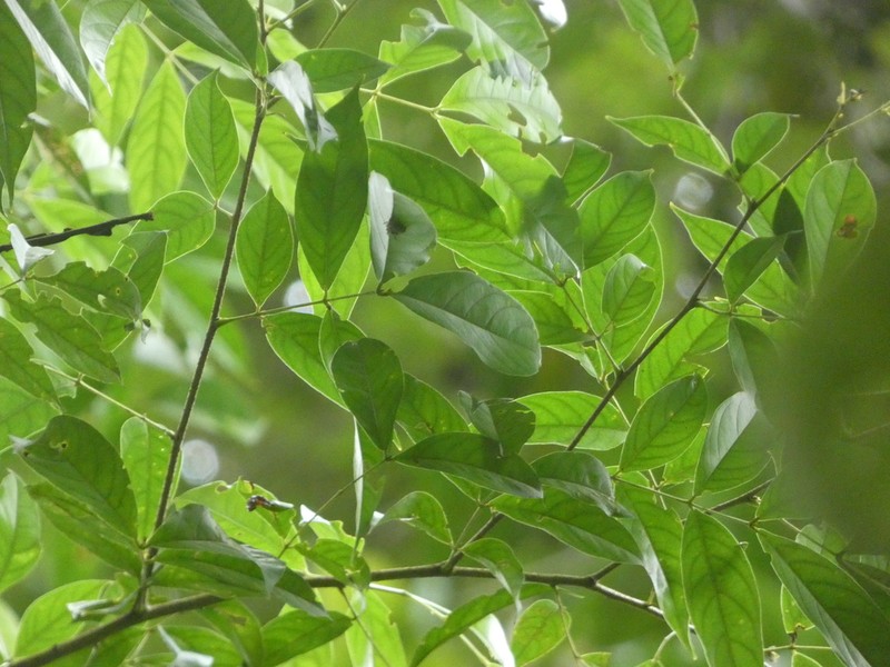 Inga sertulifera photo 4