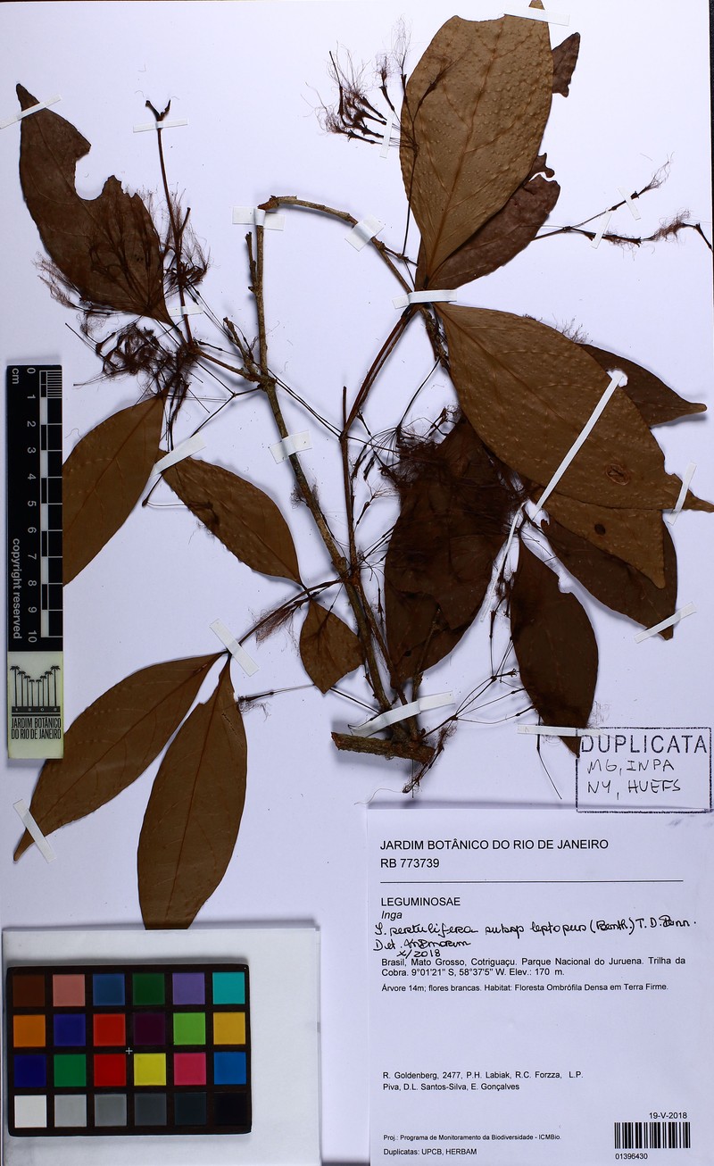 Inga sertulifera subsp. leptopus