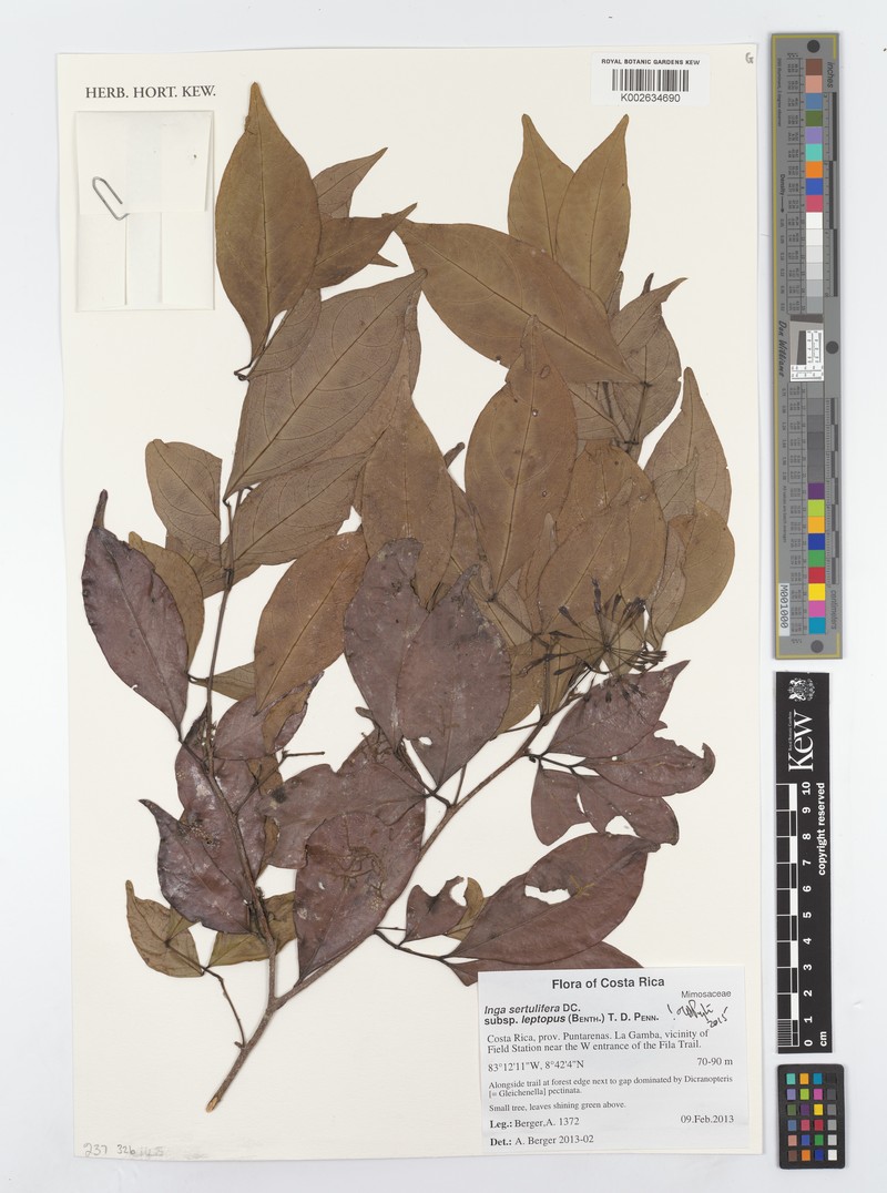 Inga sertulifera subsp. leptopus photo 2