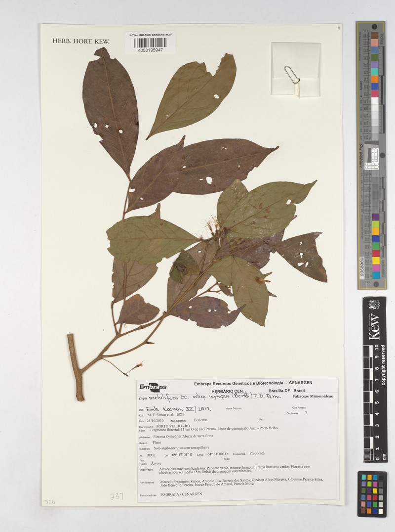 Inga sertulifera subsp. leptopus photo 3