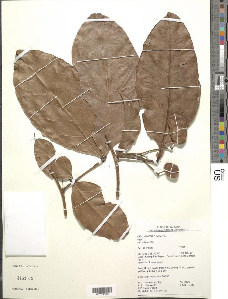 Inga sertulifera subsp. sertulifera