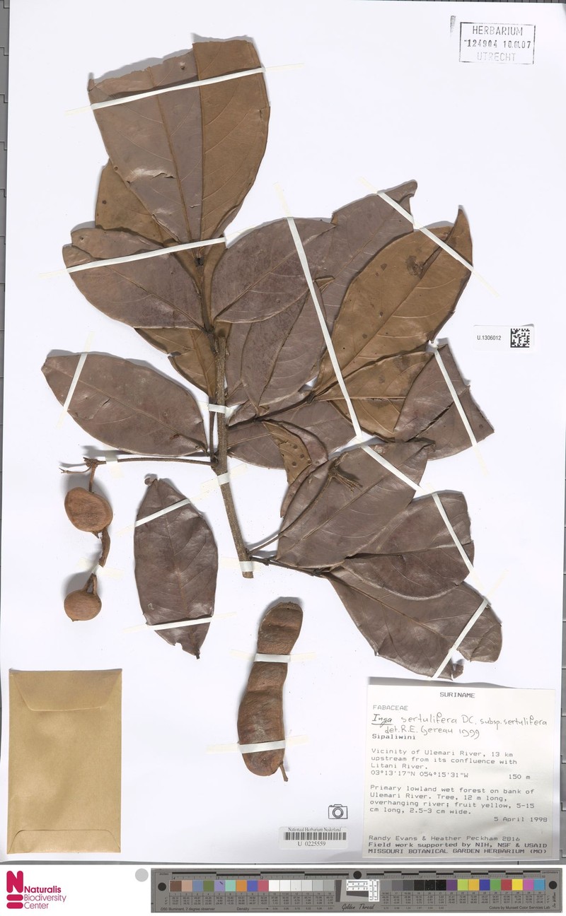 Inga sertulifera subsp. sertulifera photo 2