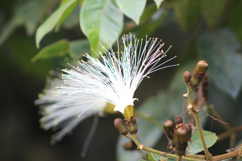 Inga sessilis photo 2