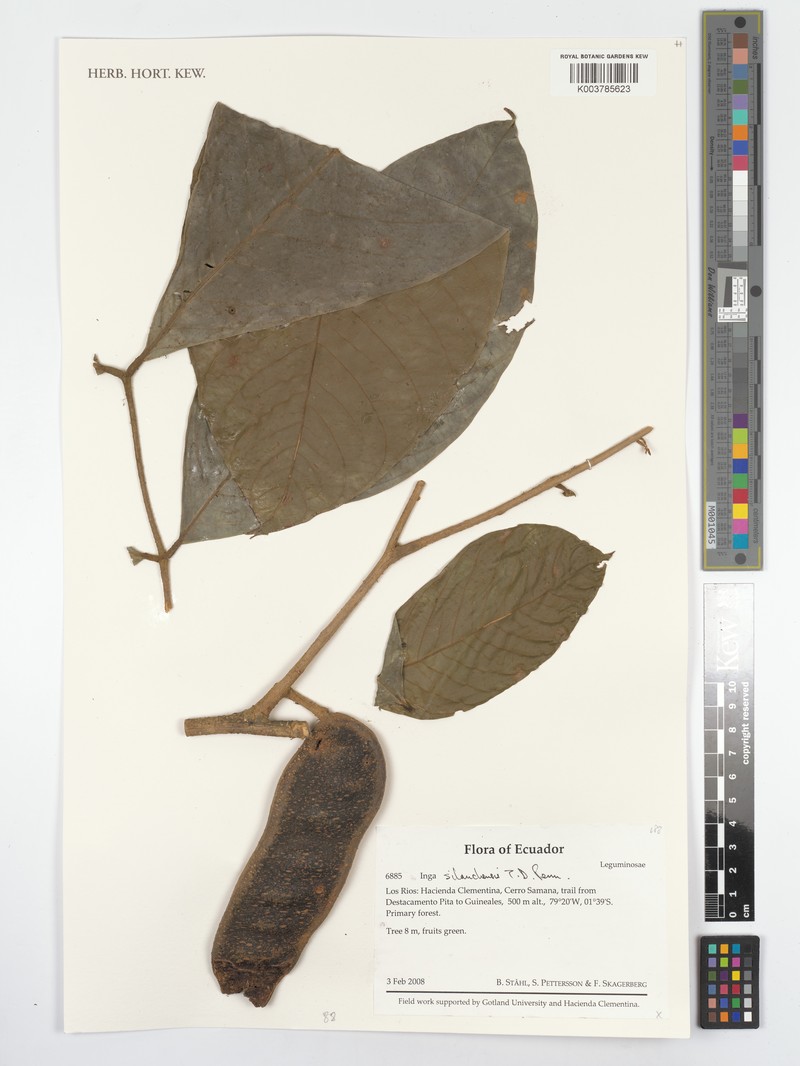 Inga silanchensis photo 3