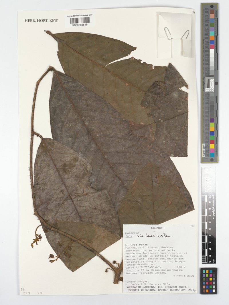 Inga silanchensis photo 4