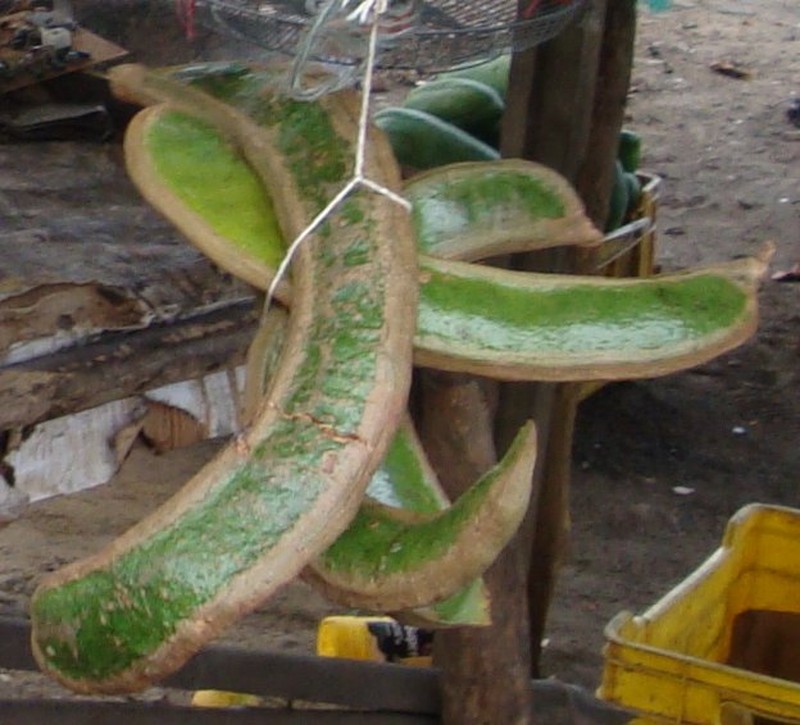 Inga spectabilis