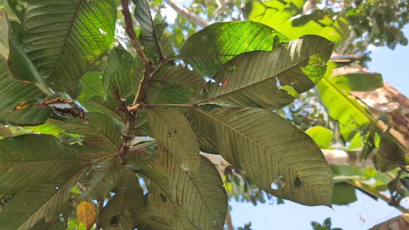 Inga spectabilis photo 2