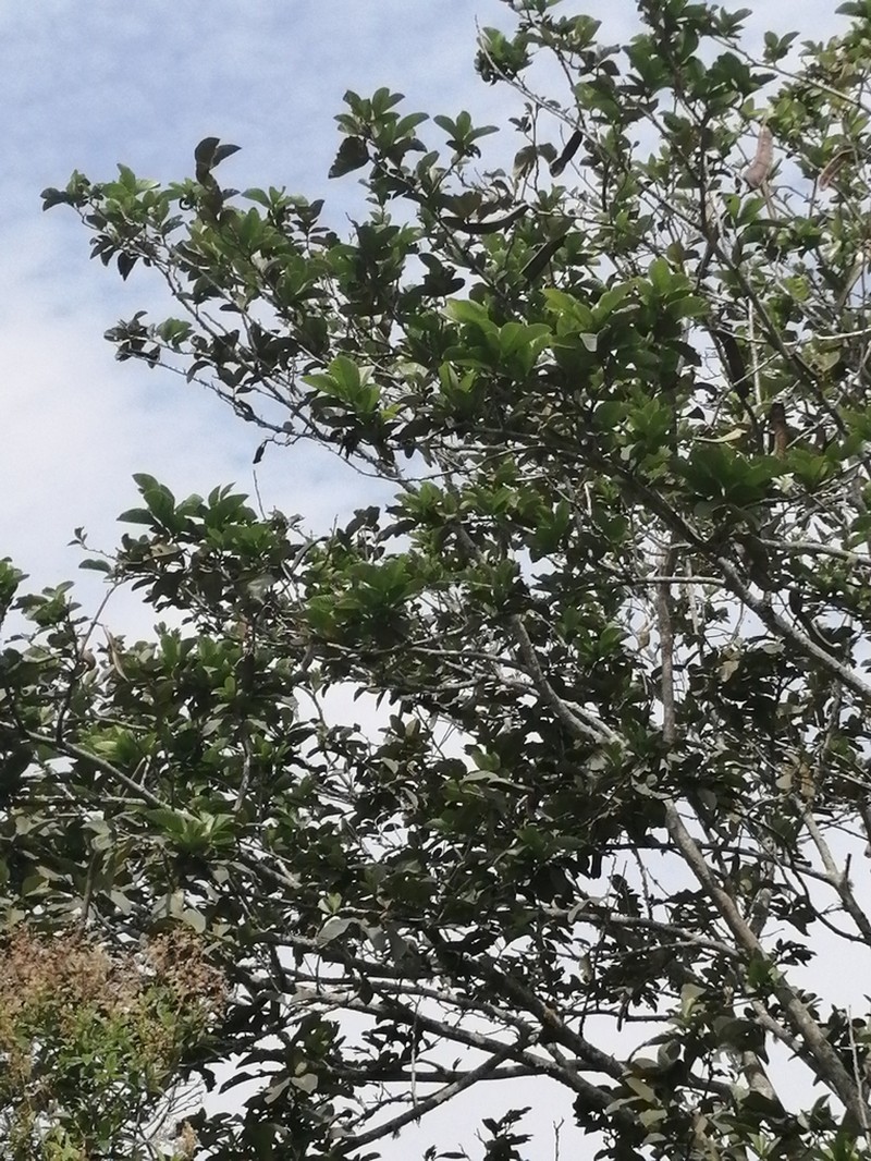 Inga spectabilis photo 3