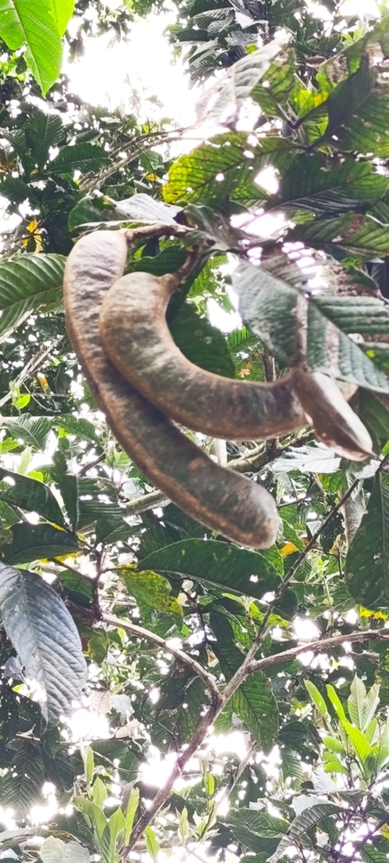 Inga spectabilis photo 4