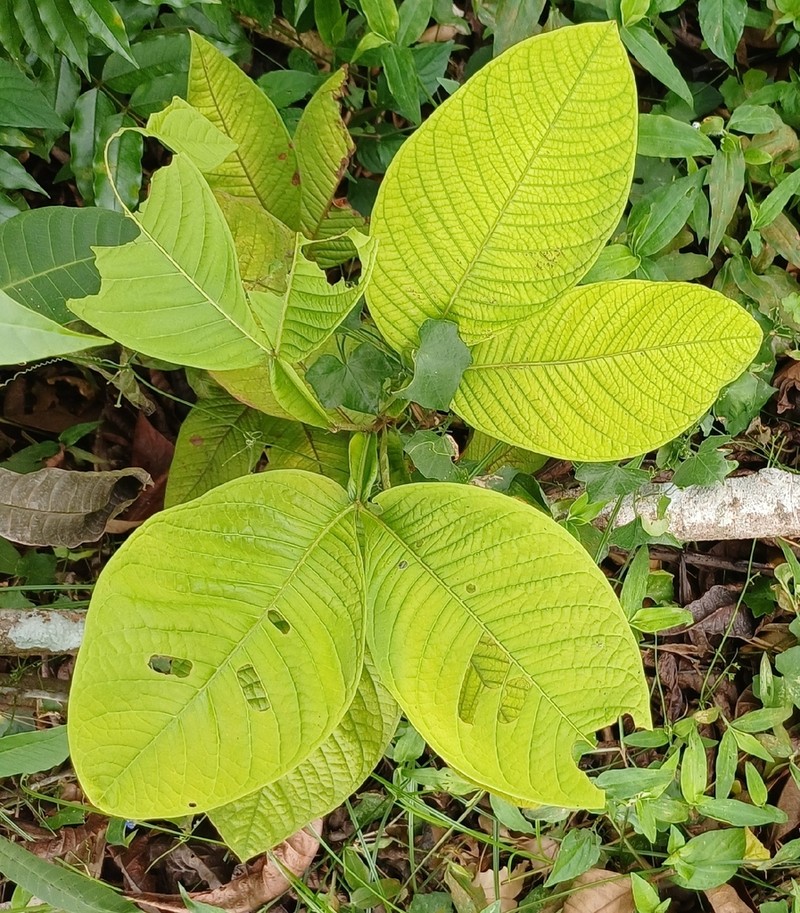 Inga spectabilis photo 6