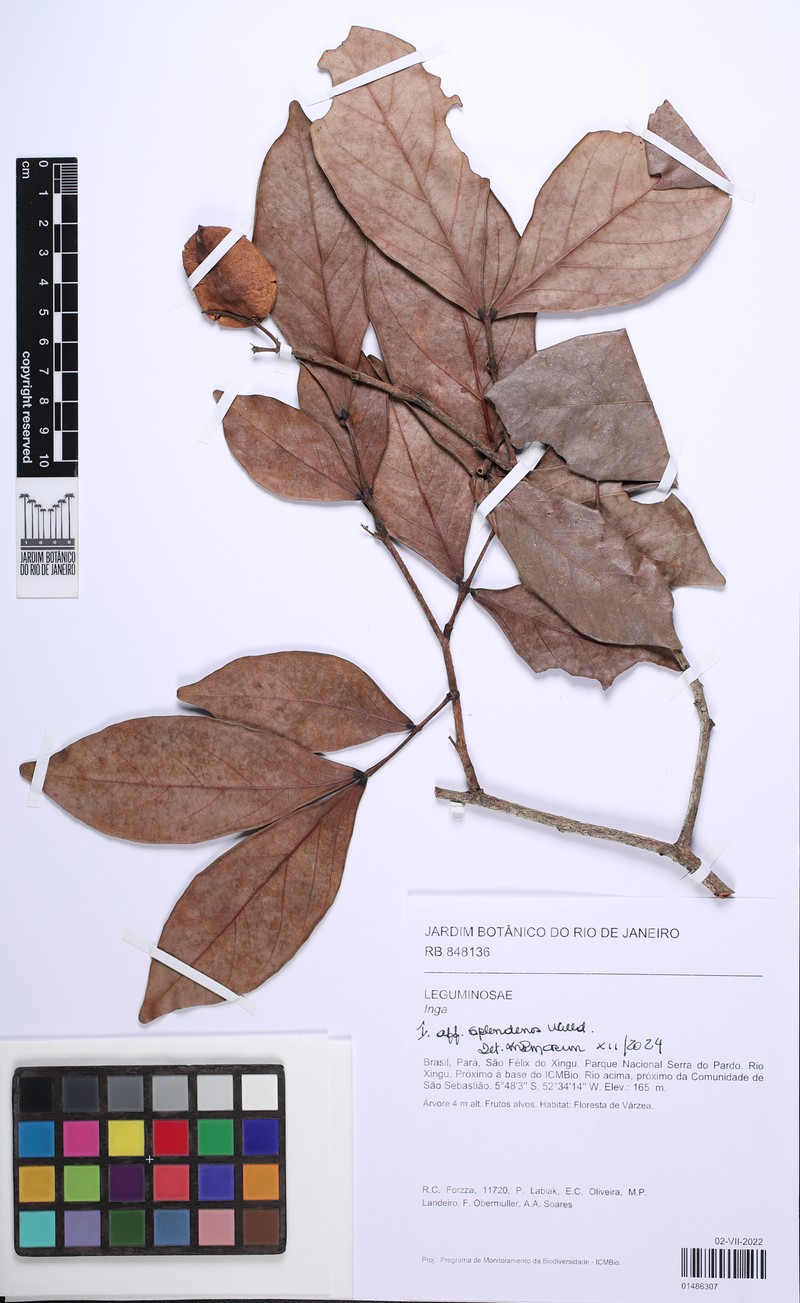 Inga splendens