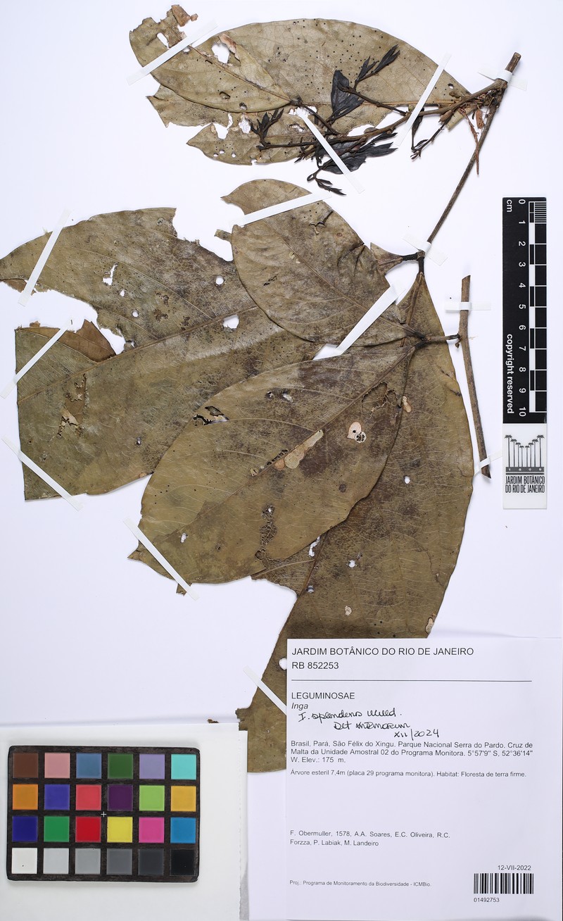 Inga splendens photo 2