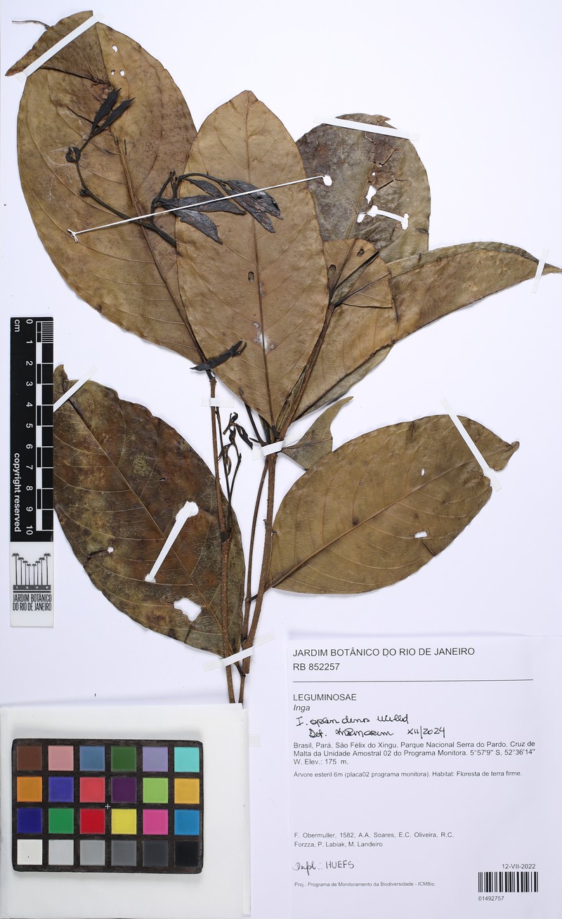 Inga splendens photo 3