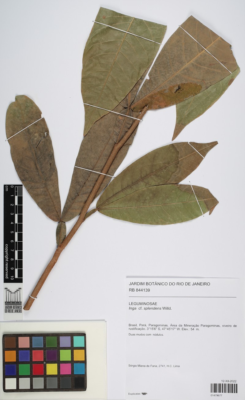 Inga splendens photo 4