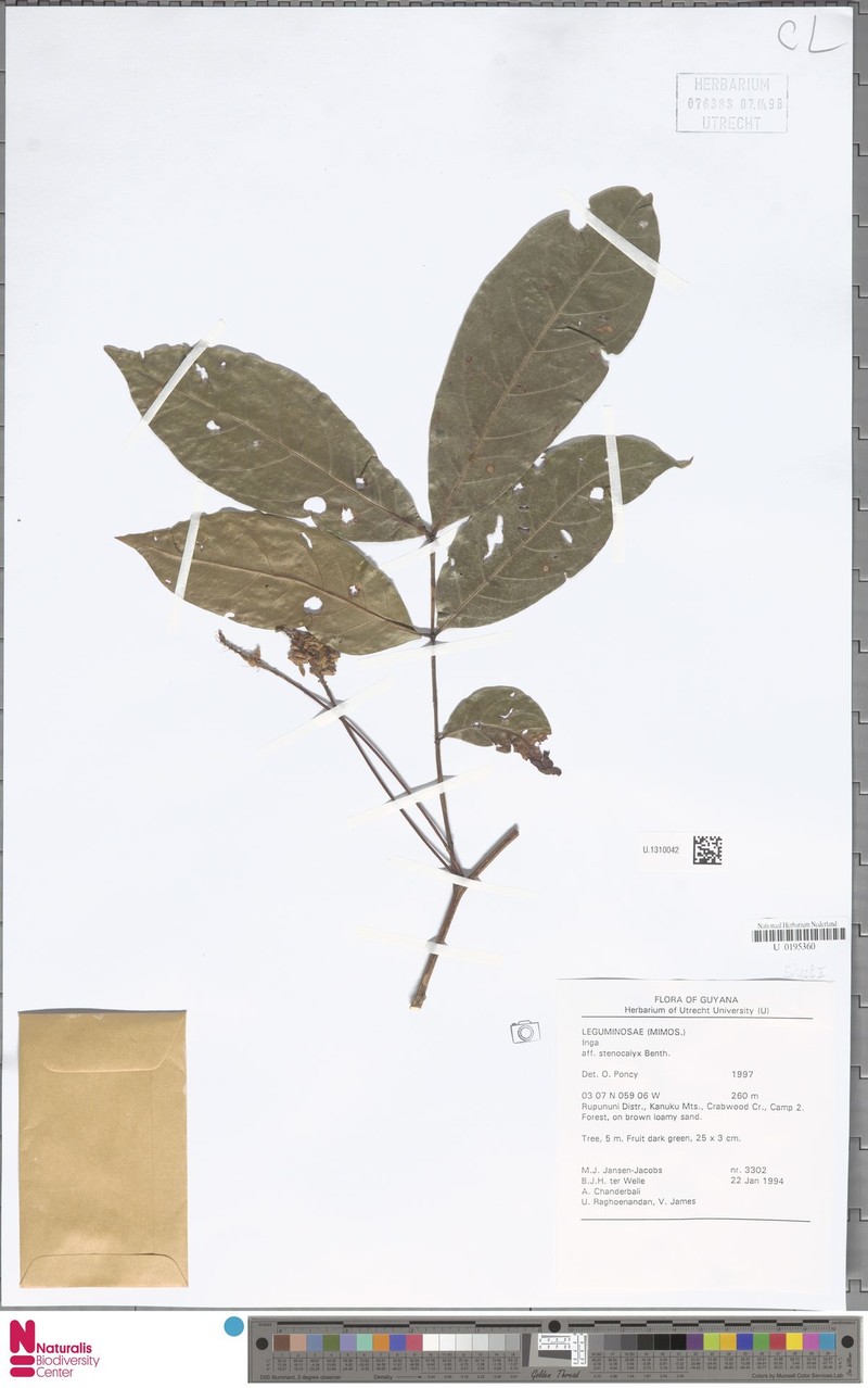 Inga stenocalyx