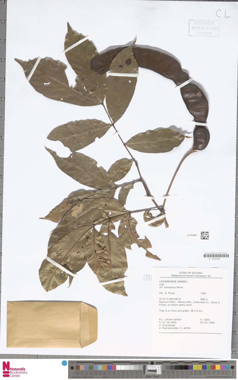 Inga stenocalyx photo 2