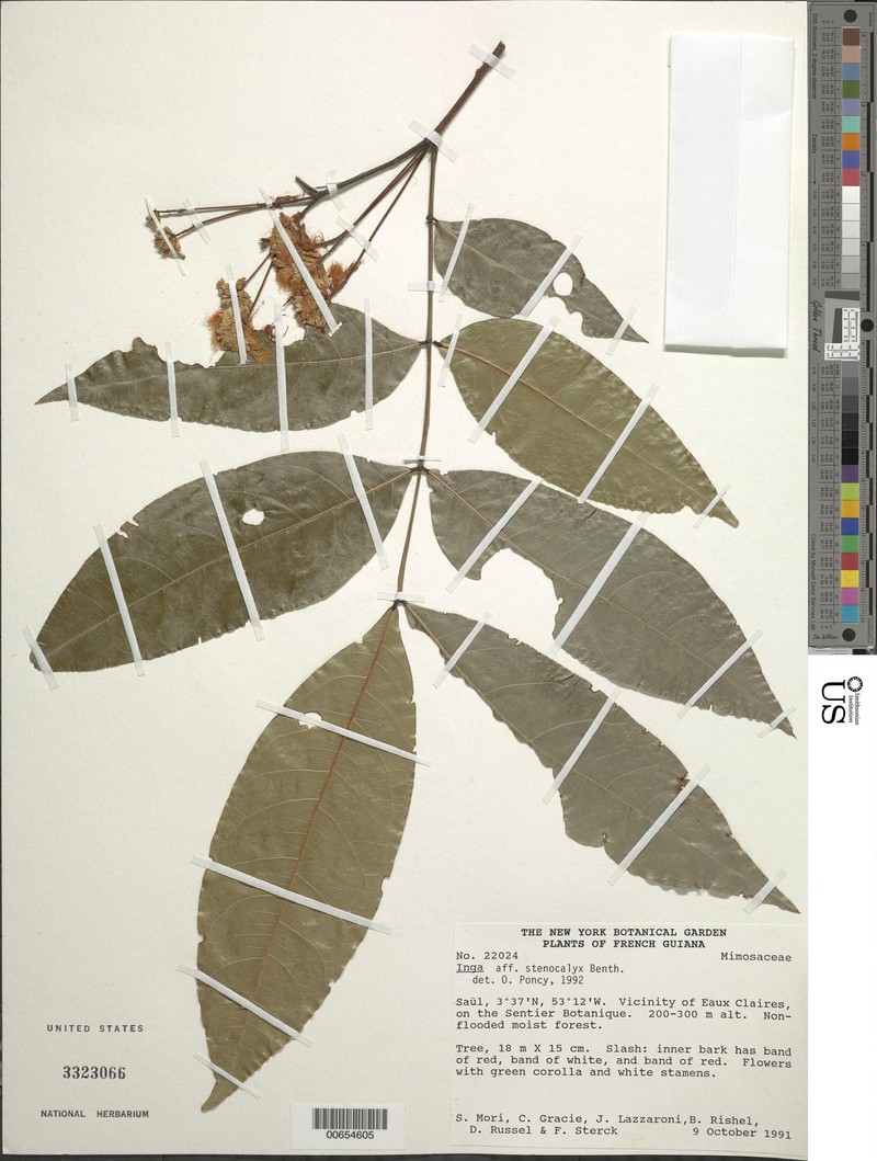 Inga stenocalyx photo 3