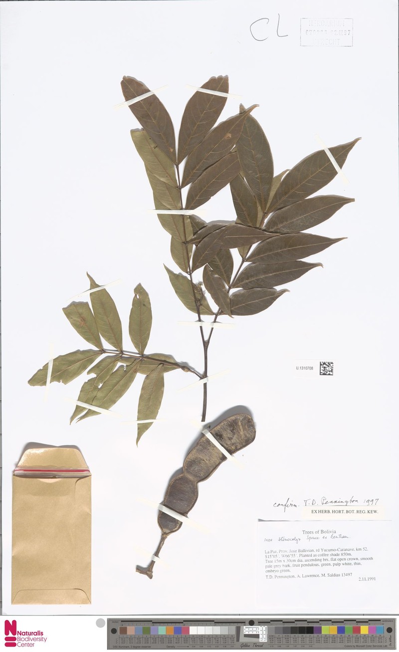 Inga stenocalyx photo 4