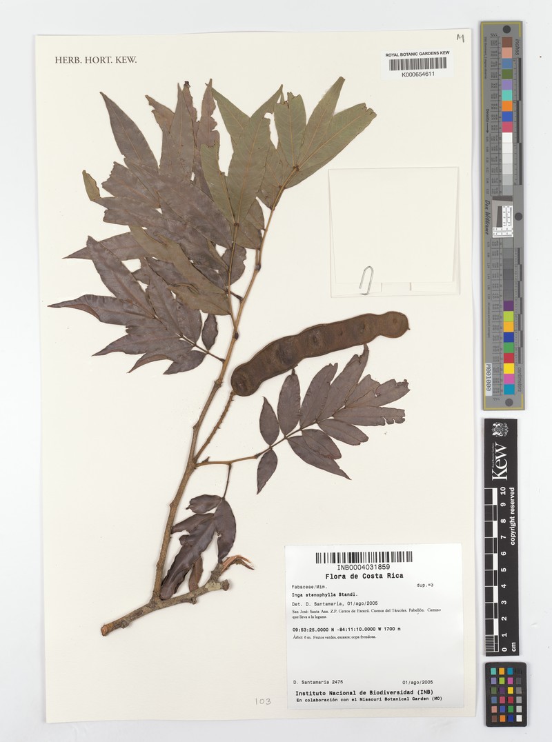 Inga stenophylla