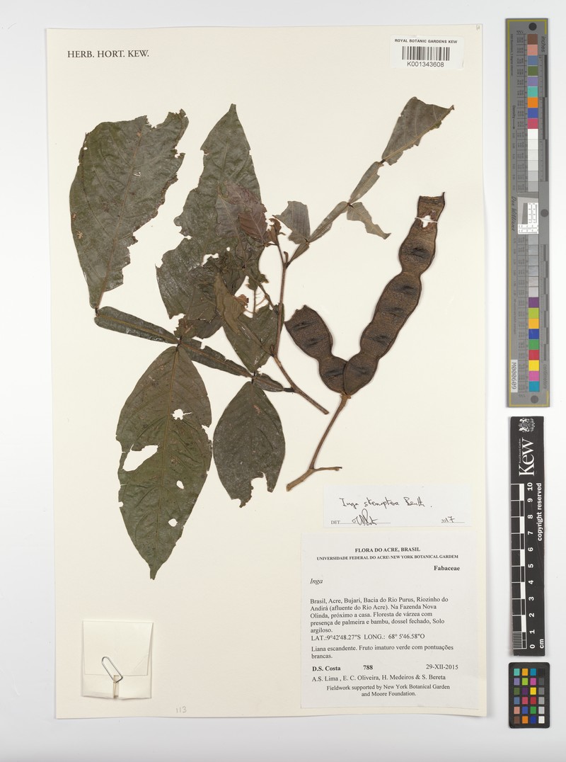 Inga stenoptera