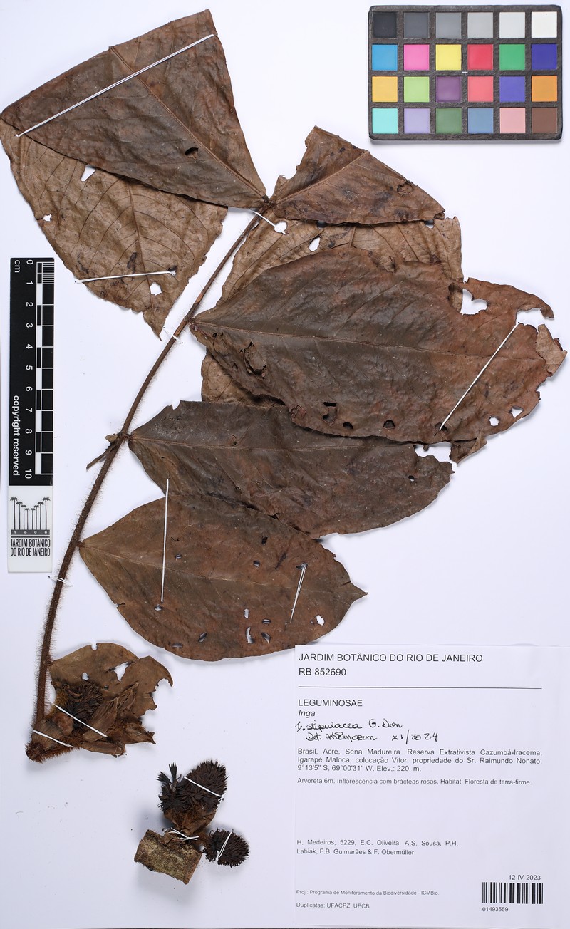 Inga stipulacea