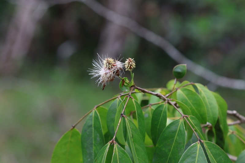 Inga stipularis photo 2