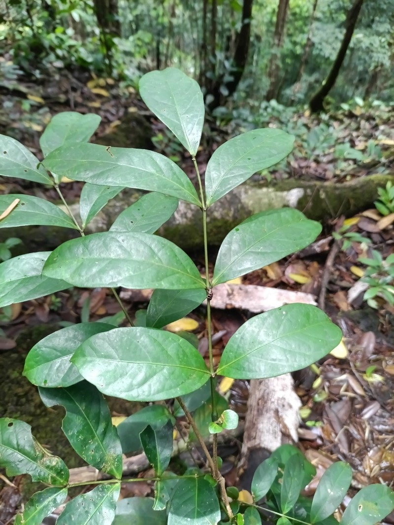 Inga stipularis photo 3