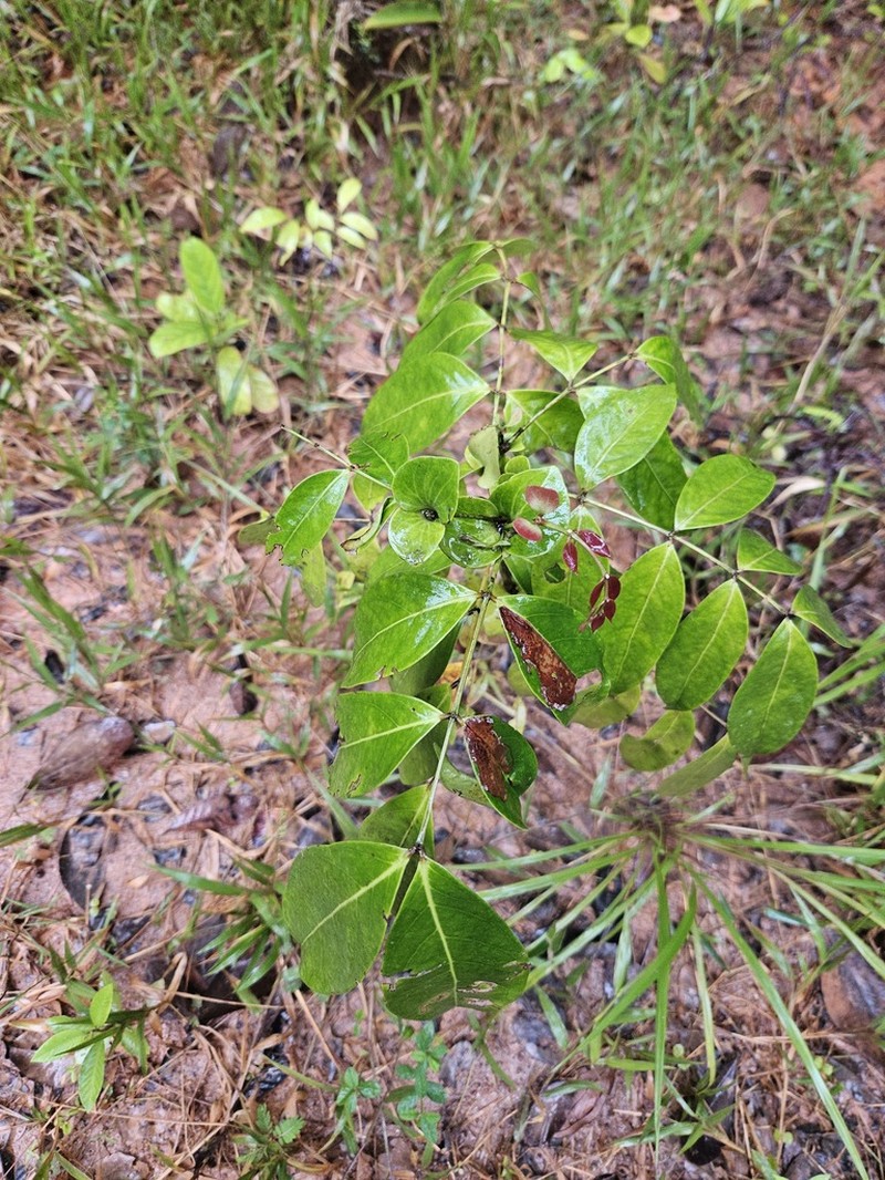 Inga stipularis photo 5