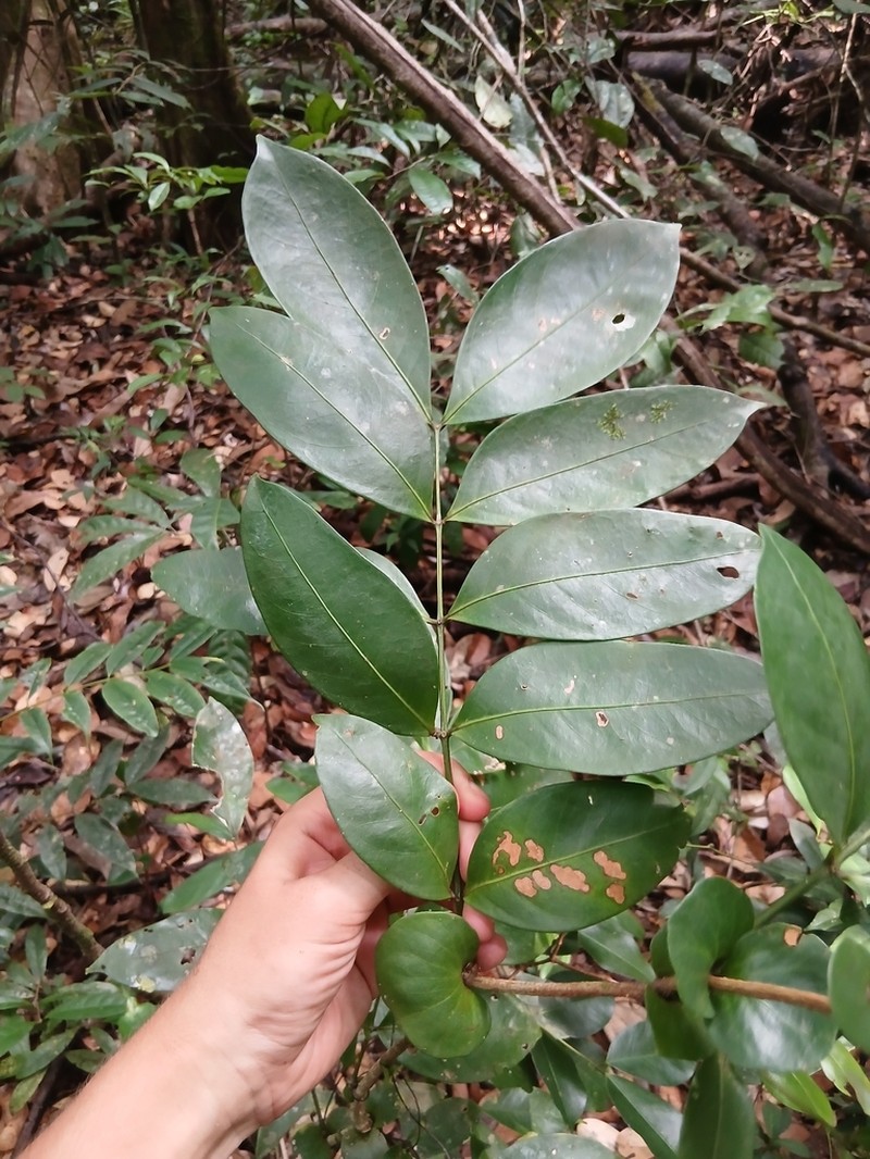 Inga stipularis photo 6