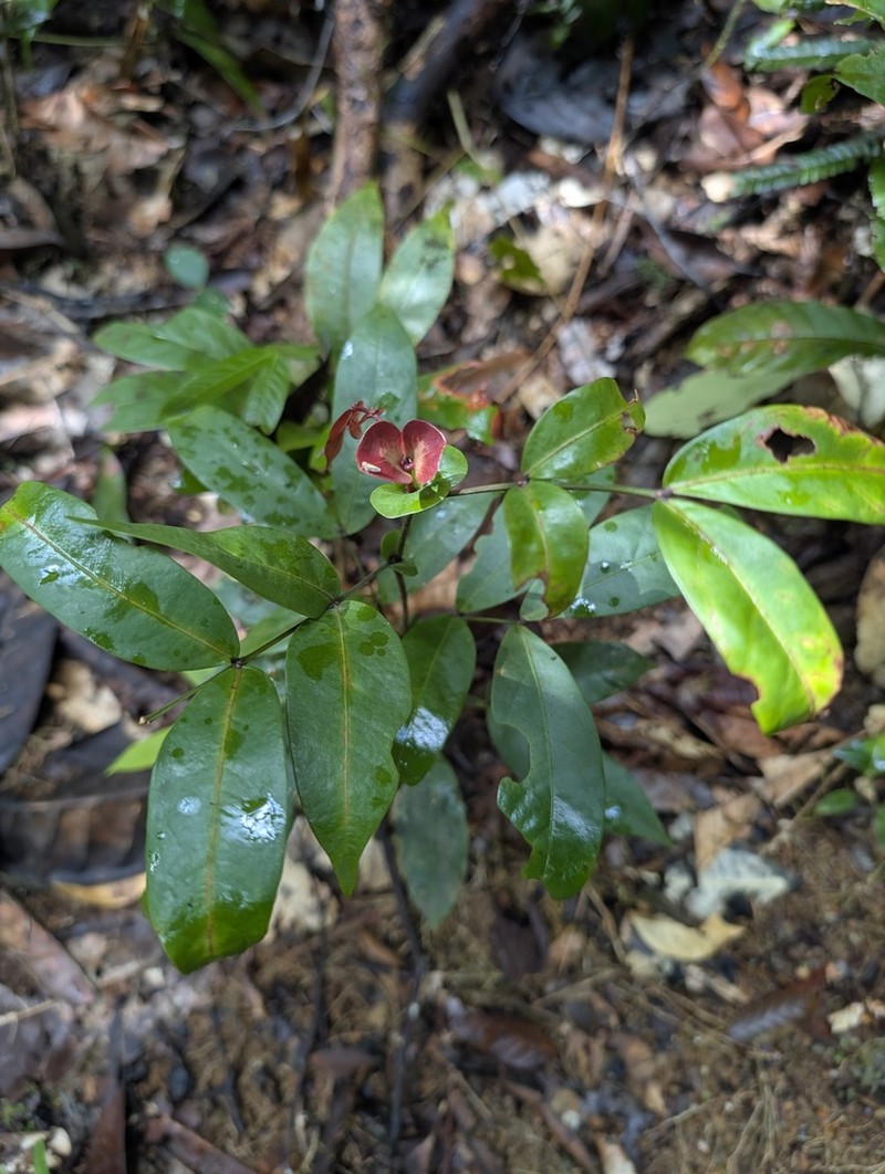 Inga stipularis photo 7