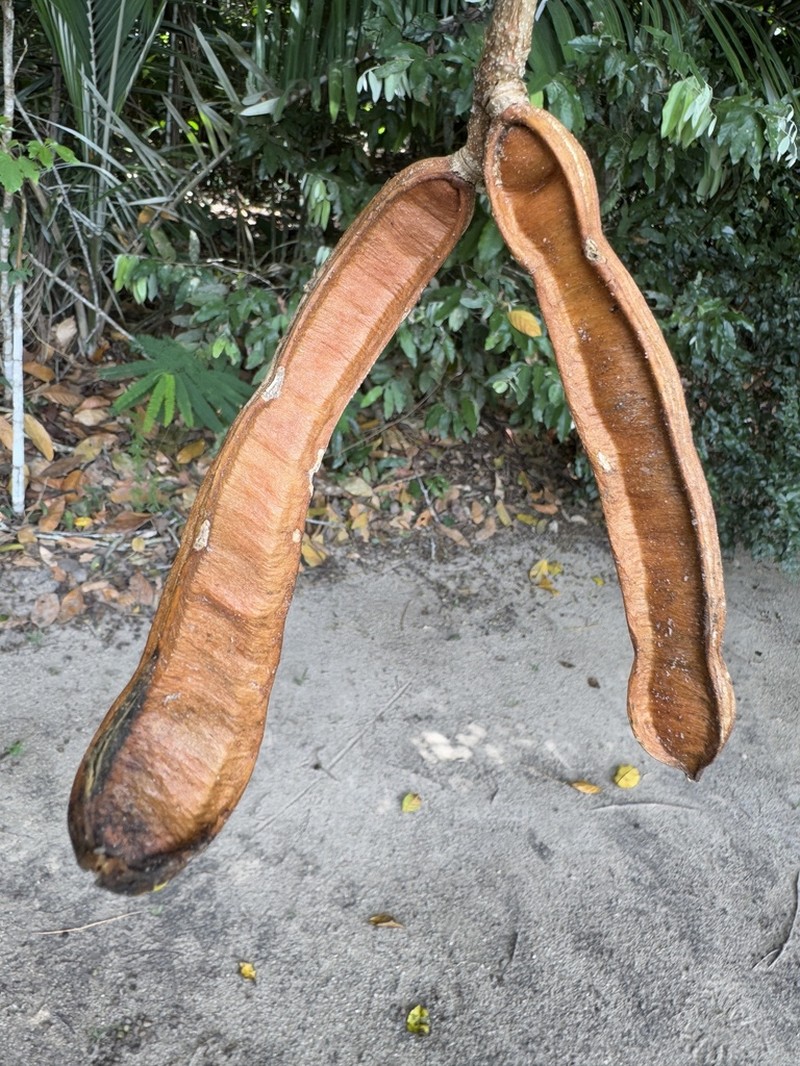 Inga striata