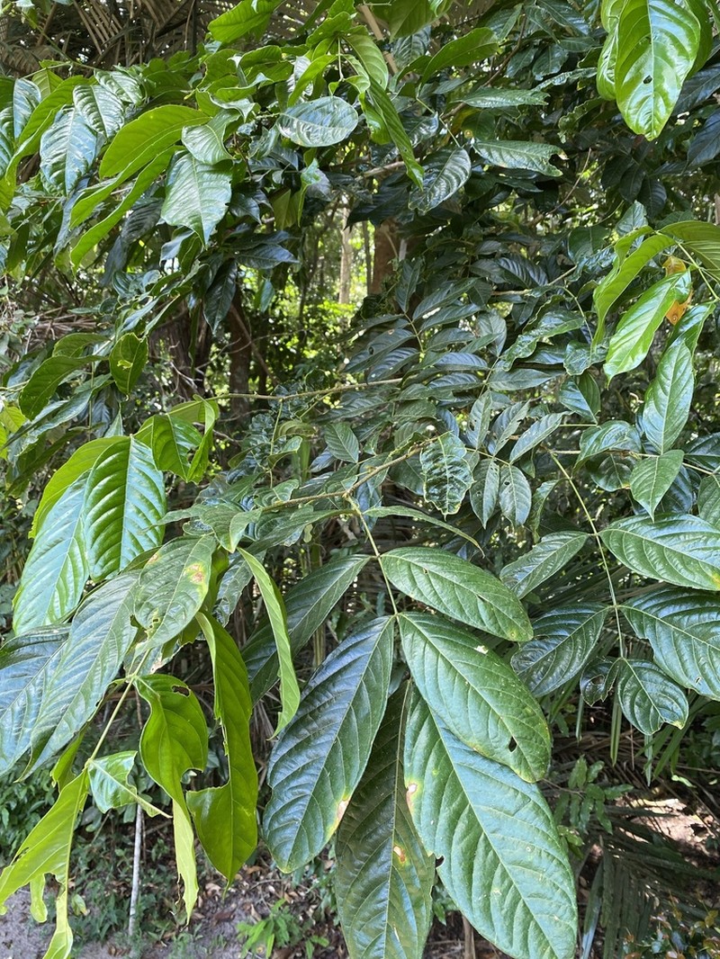 Inga striata photo 2